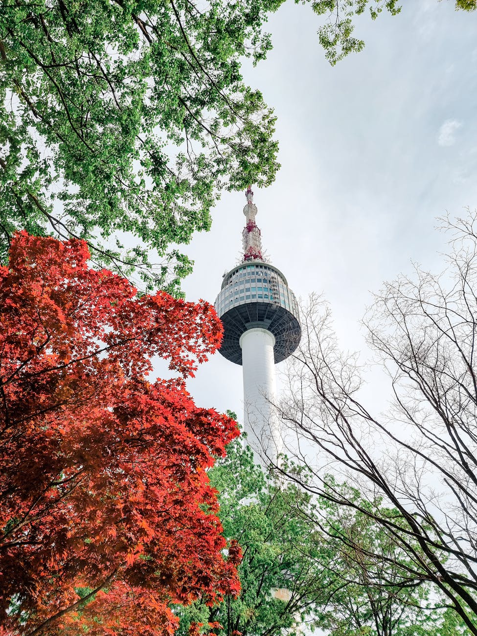 n seoul tower behind trees