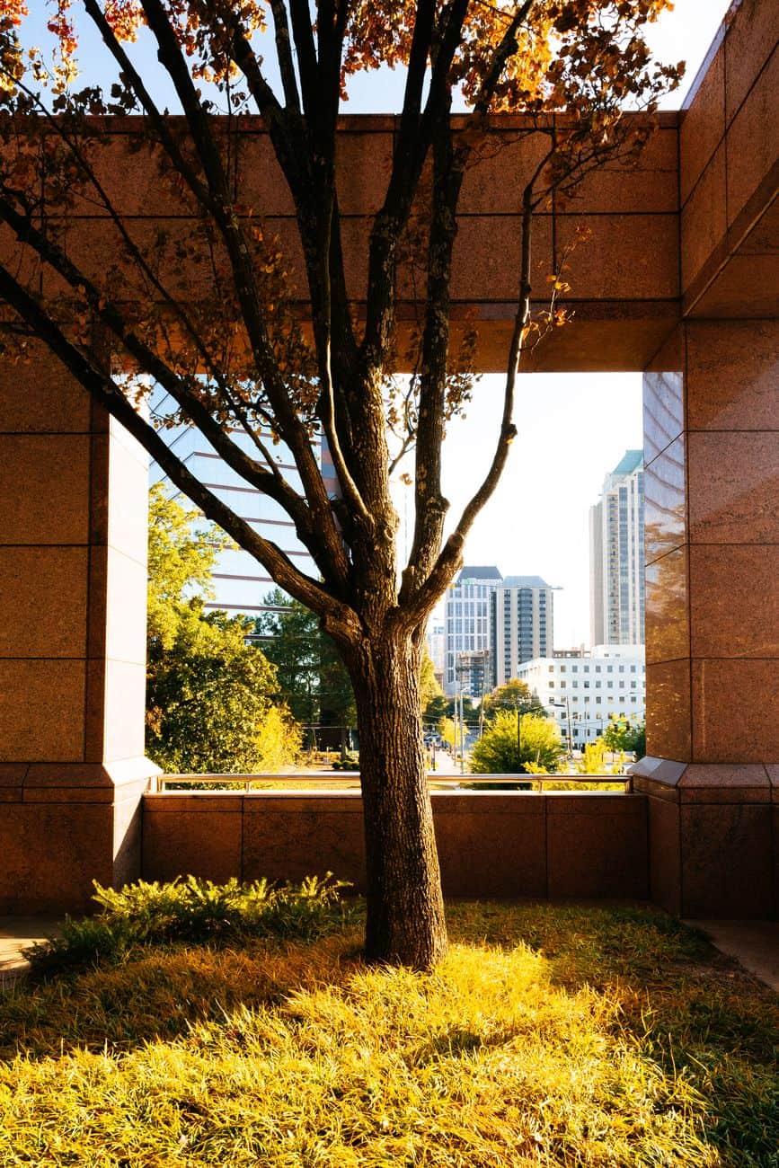 tree near wall in city
